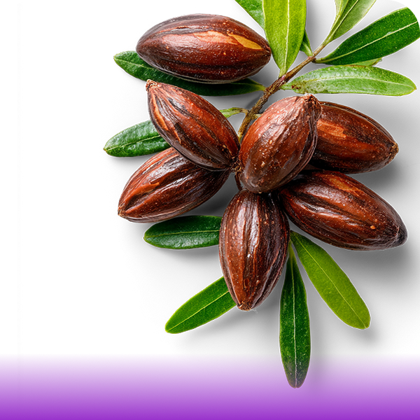 SIMMONDSIA CHINENSIS OIL